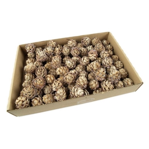 Leucadendron pubescens o/dr. stone