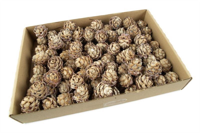 <h4>Leucadendron pubescens o/dr. stone</h4>