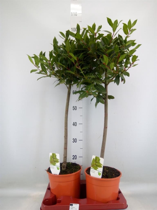 <h4>Laurus nobilis</h4>