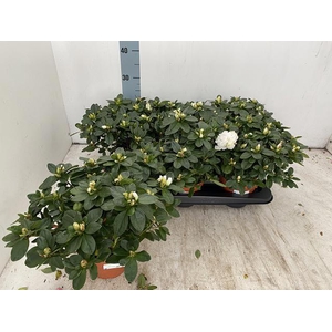 RHODO SI WITTE VOGEL