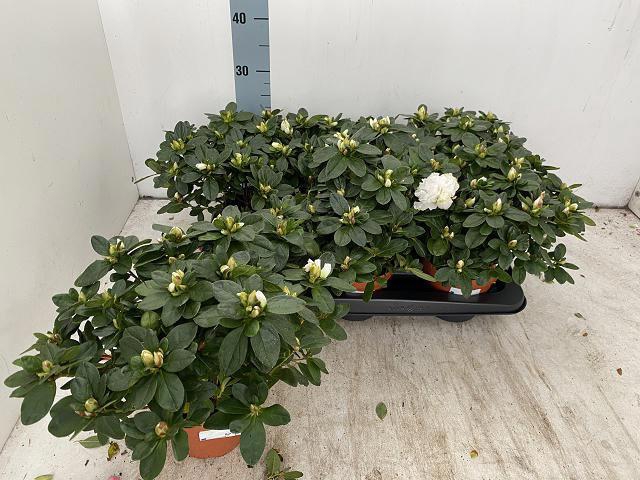 <h4>RHODO SI WITTE VOGEL</h4>