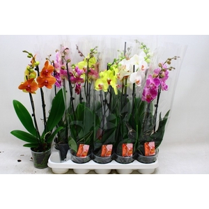 PHAL GEM 7 KL