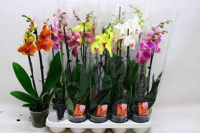 <h4>PHAL GEM 7 KL</h4>