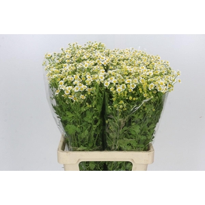 Tanacetum Camille