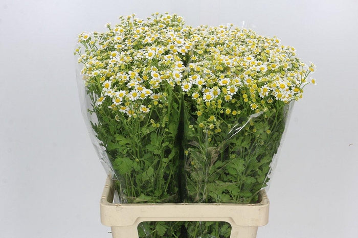 <h4>Tanacetum Camille</h4>