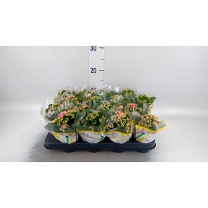 Kalanchoe blos. 'Calandiva Weaver'