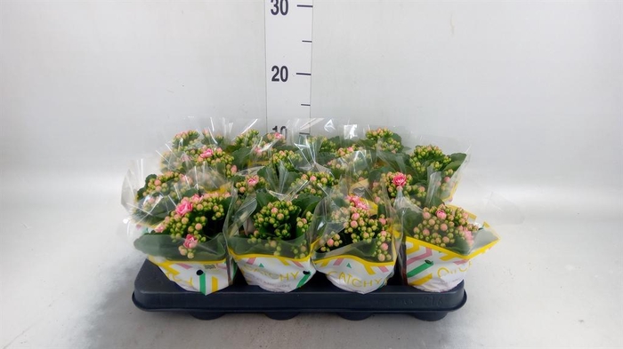 <h4>Kalanchoe blos. 'Calandiva Weaver'</h4>