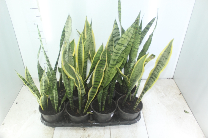 <h4>ESPADA SAO JORGE P15</h4>