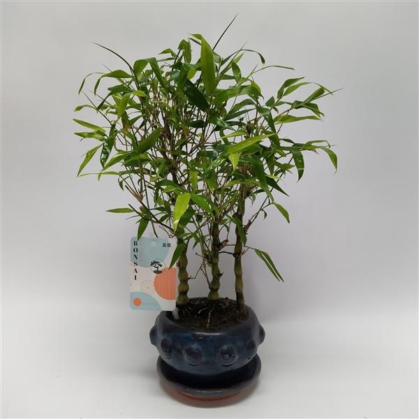 <h4>Bambusa Bonsai Forest 13 cm</h4>
