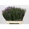 Aster Casarosa