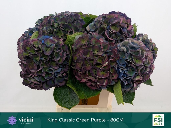 <h4>HYDR M ROYAL KING CL</h4>