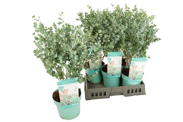 <h4>EUCAL GU AZURA</h4>