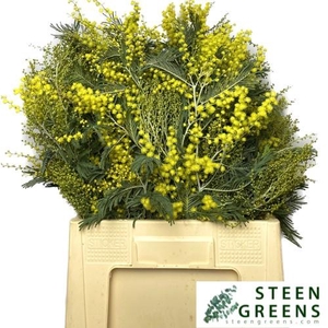 ACACIA BAILEYA BL BS