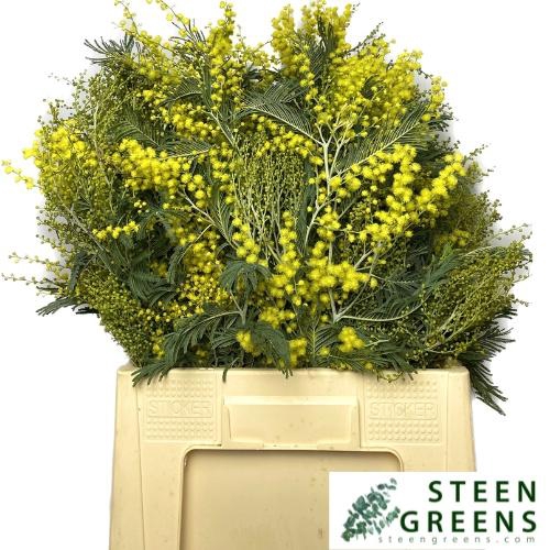 <h4>ACACIA BAILEYA BL BS</h4>