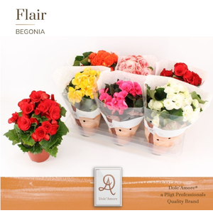 Begonia Elatior Grp dubbelbloemig gemengd