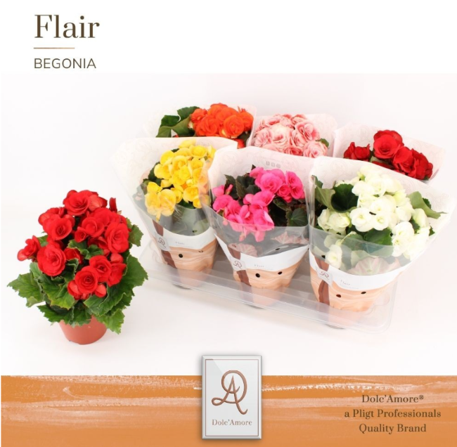<h4>Begonia Elatior Grp dubbelbloemig gemengd</h4>