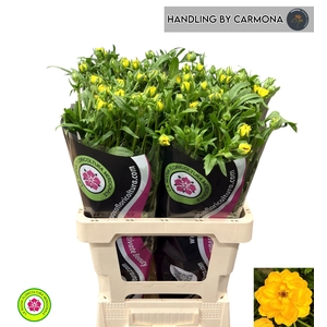 RANUNCULUS OV