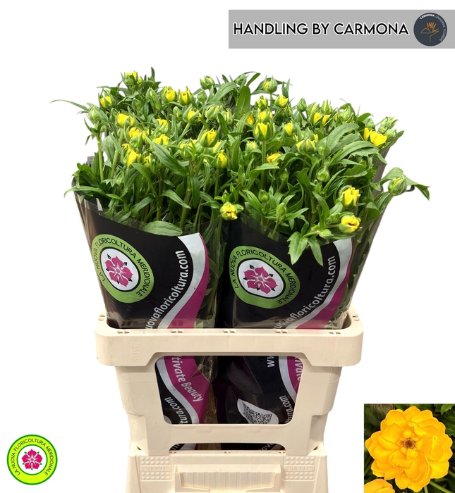 <h4>RANUNCULUS OV</h4>