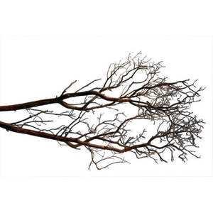 Branch Manzanita H90