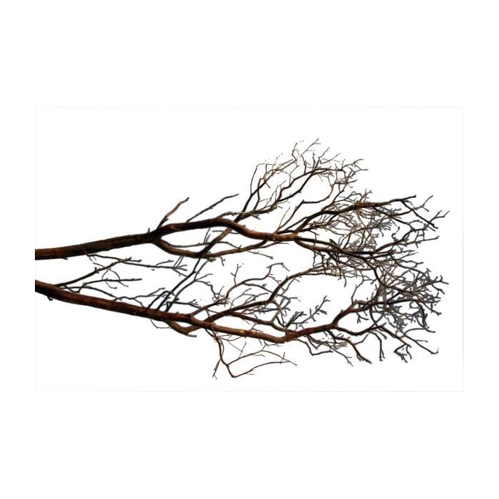 <h4>Branch Manzanita H90</h4>