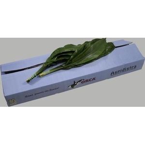 Leaf aspidistra Orca