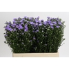 Aster Cassandra
