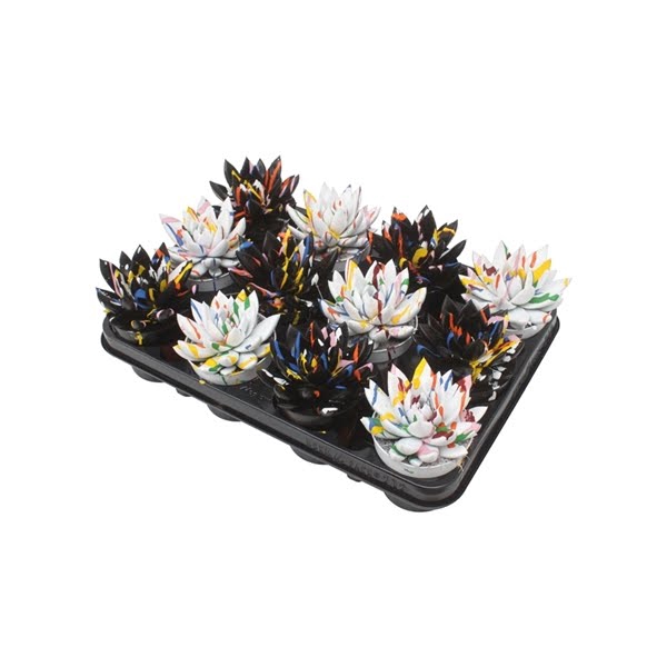 <h4>Echeveria coloured Splash black&white mix</h4>