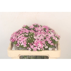 Di Barb Amazone Pink