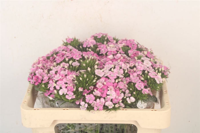 <h4>Di Barb Amazone Pink</h4>