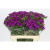 Dianthus Br Amazon Neon Purple