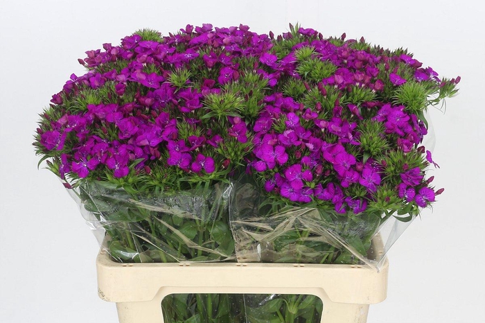 <h4>Dianthus Br Amazon Neon Purple</h4>
