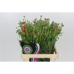 RAN N MODER ALLEGRIA