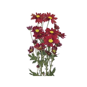 CRISANTEMO DRAGON 080 CM