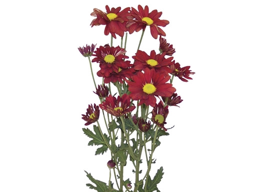 CRISANTEMO DRAGON 080 CM