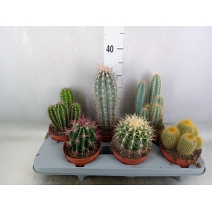 Cactus   ...mix