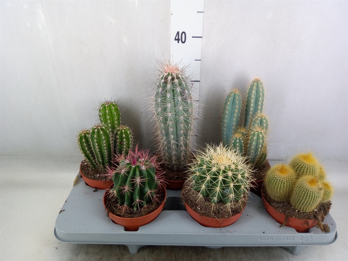 <h4>Cactus   ...mix</h4>