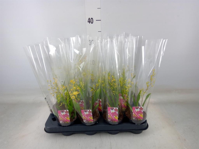 <h4>Oncidium   ...</h4>