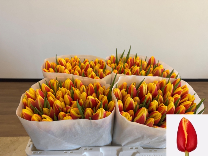 <h4>TU EN JAN SEIGNETTE</h4>