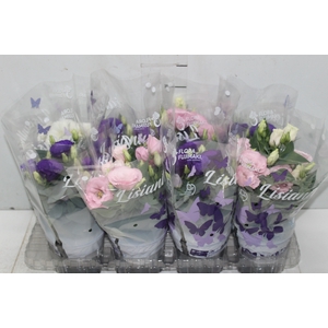 LISIANTHUS P13