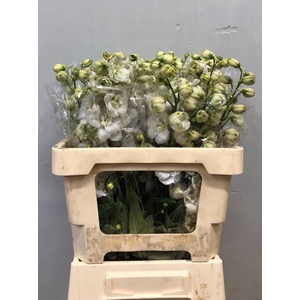 DELPH DU CENTU WHITE