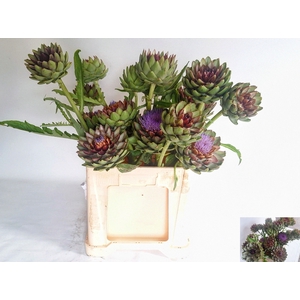 CYNARA SC GREEN GLOB