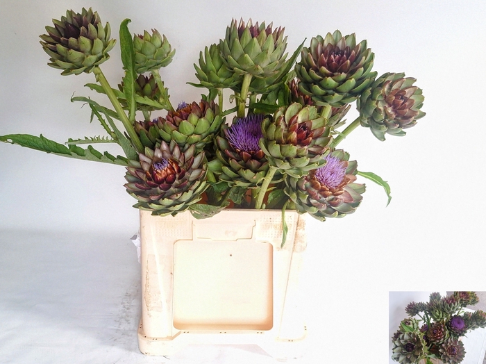 <h4>CYNARA SC GREEN GLOB</h4>