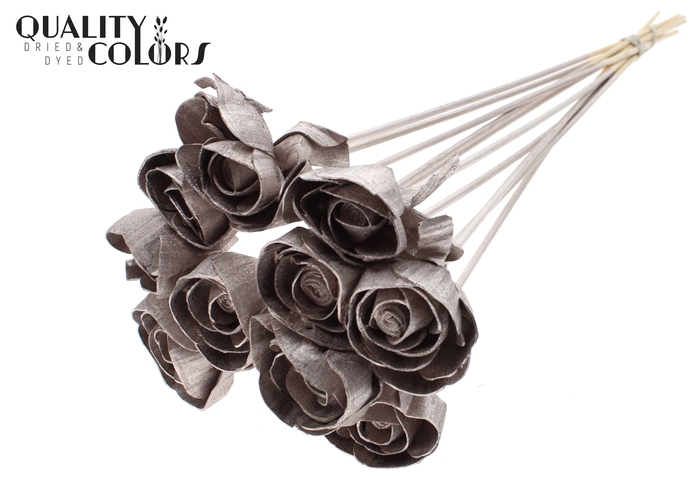 Shola Dear Holly 6cm on stem Champagne