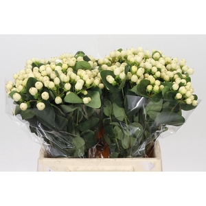 Hypericum Cool Romance