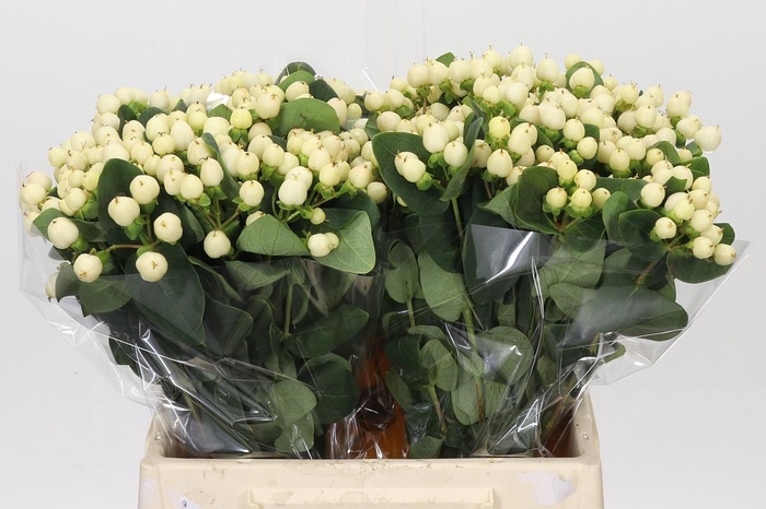 <h4>Hypericum Cool Romance</h4>