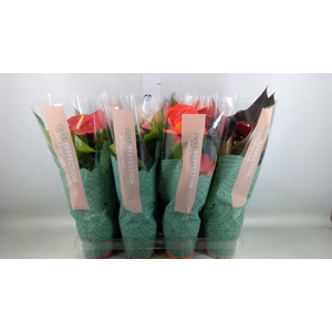 Anthurium   ...mix