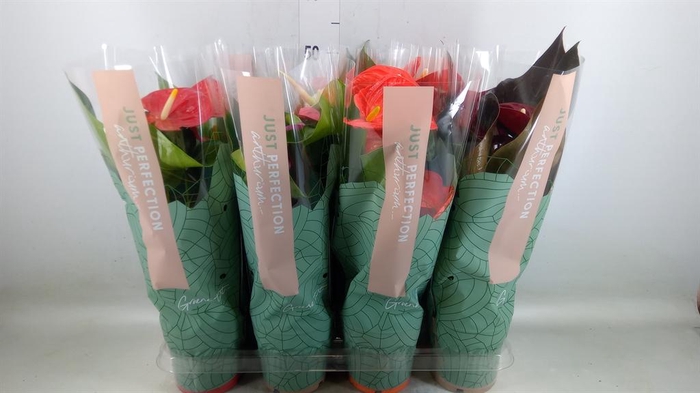 <h4>Anthurium   ...mix</h4>