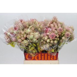 Blushing Bride Ayoba Bridal Star