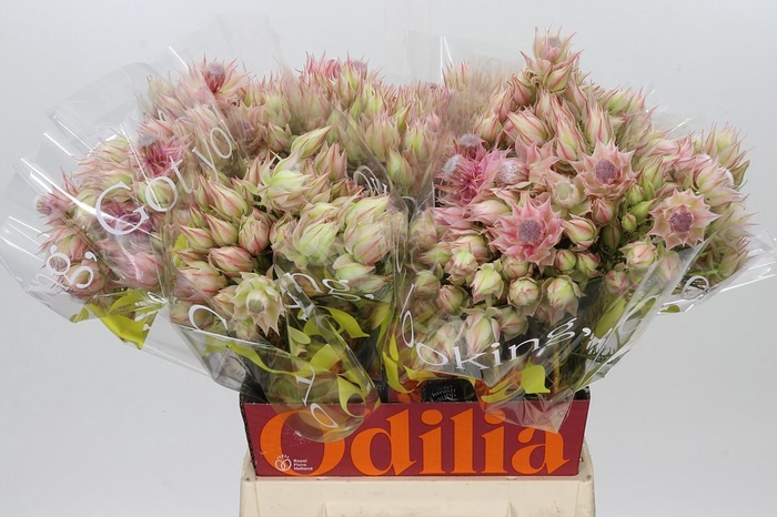 <h4>Blushing Bride Ayoba Bridal Star</h4>