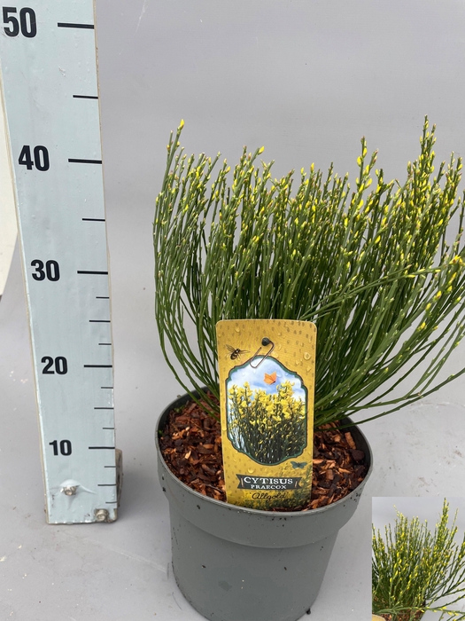 <h4>CYTI PR ALLGOLD</h4>